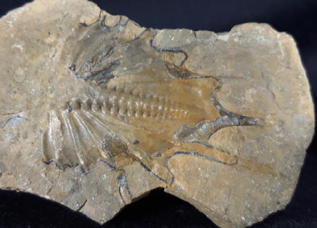 Psychopyge termierorum MORZADEC 2001 - Bild &copy; FossNet FossilienStore